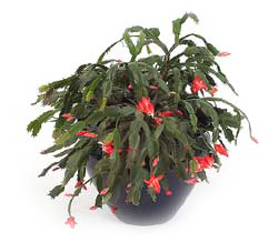 Schlumbergera Truncata